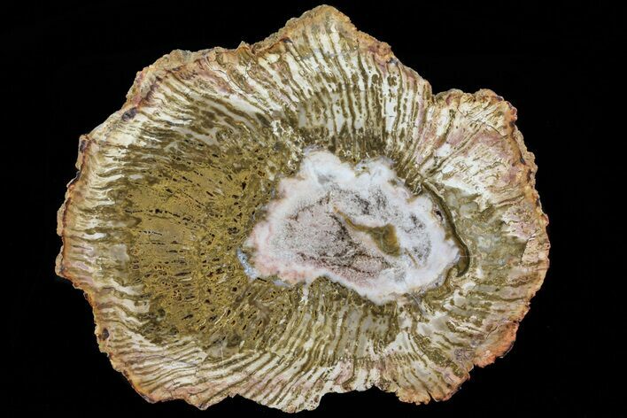 Petrified Horsetail (Calamites) From Madagascar - Rare! #74147